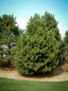 Сосна Чёрная (Pinus Nigra) купить по цене от 270.00р. в интернет-магазине «Посадика» с доставкой почтой в в Ветлугае и по всей России – [изображение №1].