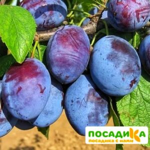 Слива Чачакская ранняя купить по цене от 229.00р. в интернет-магазине «Посадика» с доставкой почтой в в Ветлугае и по всей России – [изображение №1].