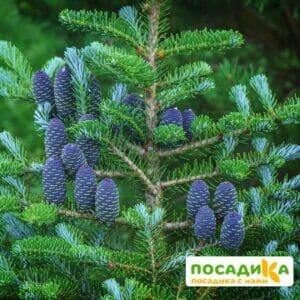 Пихта корейская (Abies koreana) купить по цене от 450.00р. в интернет-магазине «Посадика» с доставкой почтой в в Ветлугае и по всей России – [изображение №1].