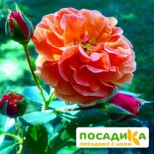 Роза Арабия купить по цене от 350.00р. в интернет-магазине «Посадика» с доставкой почтой в в Ветлугае и по всей России – [изображение №1].