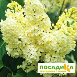 Сирень Примроуз (Primrose) купить по цене от 529.00р. в интернет-магазине «Посадика» с доставкой почтой в в Ветлугае и по всей России – [изображение №1].