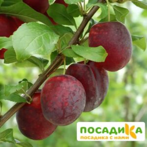 Слива Виола (Самоплодный сорт) купить по цене от 360р. в интернет-магазине «Посадика» с доставкой почтой в в Ветлугае и по всей России – [изображение №1].