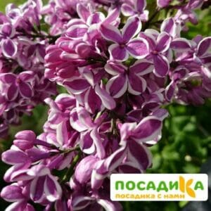 Сирень Сенсация купить по цене от 529.00р. в интернет-магазине «Посадика» с доставкой почтой в в Ветлугае и по всей России – [изображение №1].