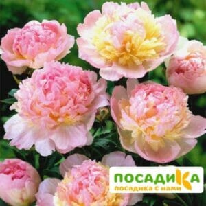 Пион Распберри Сандей (Paeonia Raspberry Sundae) купить по цене от 959р. в интернет-магазине «Посадика» с доставкой почтой в в Ветлугае и по всей России – [изображение №1].