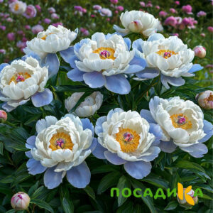 Пион акварельный Этюд купить по цене от 806р. в интернет-магазине «Посадика» с доставкой почтой в в Ветлугае и по всей России – [изображение №1].