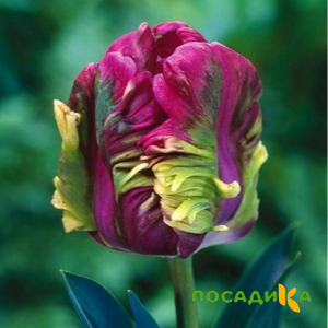 Тюльпан Экзотик Хэвен купить по цене от 186р. в интернет-магазине «Посадика» с доставкой почтой в в Ветлугае и по всей России – [изображение №1].
