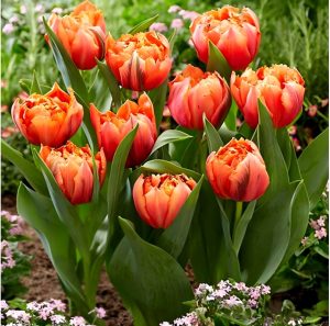 Тюльпан Гудошник Дабл купить по цене от 185р. в интернет-магазине «Посадика» с доставкой почтой в в Ветлугае и по всей России – [изображение №1].