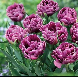 Тюльпан Айс Крим купить по цене от 430р. в интернет-магазине «Посадика» с доставкой почтой в в Ветлугае и по всей России – [изображение №1].