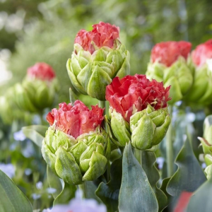 Тюльпан Бычий Глаз купить по цене от 275р. в интернет-магазине «Посадика» с доставкой почтой в в Ветлугае и по всей России – [изображение №1].