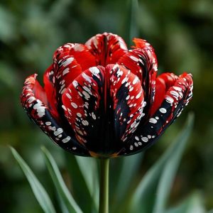 Тюльпан Вельвет Файер купить по цене от 394р. в интернет-магазине «Посадика» с доставкой почтой в в Ветлугае и по всей России – [изображение №1].