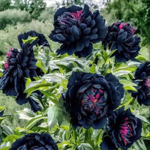 Пион древовидный Сердце Афродиты купить по цене от 600р. в интернет-магазине «Посадика» с доставкой почтой в в Ветлугае и по всей России – [изображение №1].