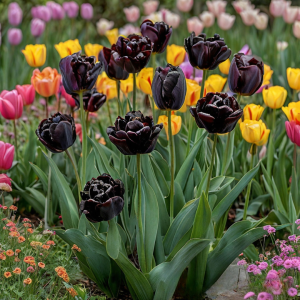 Тюльпан махровый Рейдинс Дарк купить по цене от 230р. в интернет-магазине «Посадика» с доставкой почтой в в Ветлугае и по всей России – [изображение №1].
