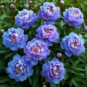 Пион Голубой лотос купить по цене от 590р. в интернет-магазине «Посадика» с доставкой почтой в в Ветлугае и по всей России – [изображение №1].