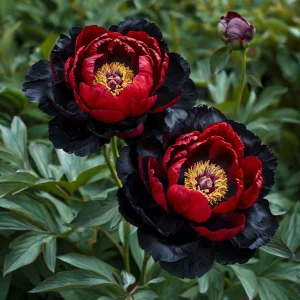 Пион Эбеновый Рубин купить по цене от 419р. в интернет-магазине «Посадика» с доставкой почтой в в Ветлугае и по всей России – [изображение №1].