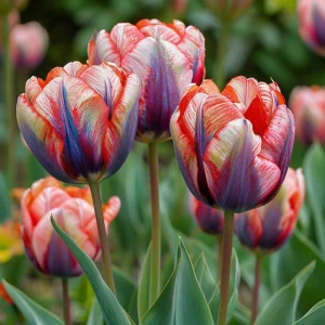 Тюльпан Эбисан Грэйс купить по цене от 217р. в интернет-магазине «Посадика» с доставкой почтой в в Ветлугае и по всей России – [изображение №1].