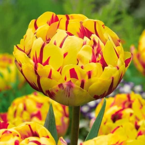 Тюльпан махровый Голден Ницц купить по цене от 361р. в интернет-магазине «Посадика» с доставкой почтой в в Ветлугае и по всей России – [изображение №1].