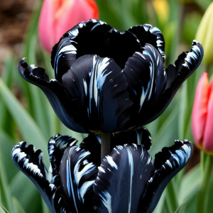 Тюльпан Шелк Нуар купить по цене от 219р. в интернет-магазине «Посадика» с доставкой почтой в в Ветлугае и по всей России – [изображение №1].