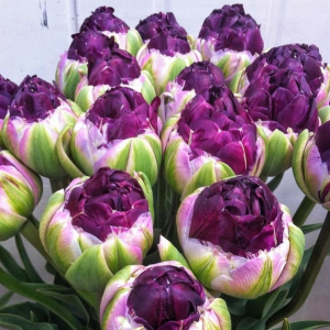 Тюльпан Анаконда купить по цене от 450р. в интернет-магазине «Посадика» с доставкой почтой в в Ветлугае и по всей России – [изображение №1].