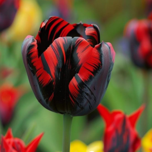 Тюльпан Блэк Перрот купить по цене от 351р. в интернет-магазине «Посадика» с доставкой почтой в в Ветлугае и по всей России – [изображение №1].