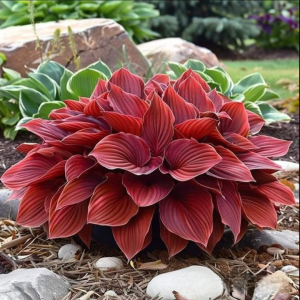 Хоста Малыш Шедевр купить по цене от 421р. в интернет-магазине «Посадика» с доставкой почтой в в Ветлугае и по всей России – [изображение №1].