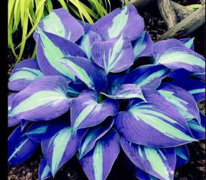 Хоста Аурелия купить по цене от 450р. в интернет-магазине «Посадика» с доставкой почтой в в Ветлугае и по всей России – [изображение №1].