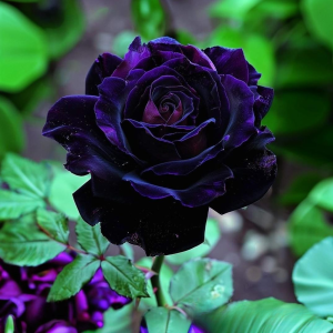 Роза Блэк Пантер купить по цене от 319р. в интернет-магазине «Посадика» с доставкой почтой в в Ветлугае и по всей России – [изображение №1].