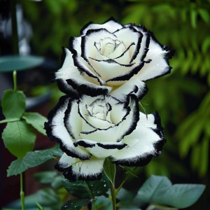 Роза Силк Ивин купить по цене от 319р. в интернет-магазине «Посадика» с доставкой почтой в в Ветлугае и по всей России – [изображение №1].