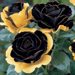 Роза Ханни Сикл купить по цене от 700р. в интернет-магазине «Посадика» с доставкой почтой в в Ветлугае и по всей России – [изображение №1].