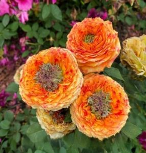 Роза Золотой Мираж купить по цене от 420р. в интернет-магазине «Посадика» с доставкой почтой в в Ветлугае и по всей России – [изображение №1].