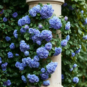 Роза плетистая Блю Перпл купить по цене от 540р. в интернет-магазине «Посадика» с доставкой почтой в в Ветлугае и по всей России – [изображение №1].